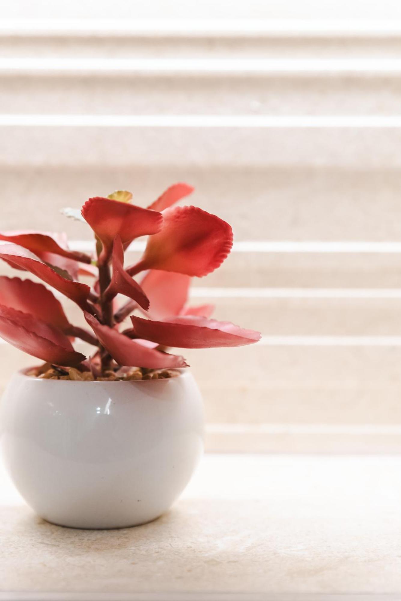 Borne Suites Ti By Mallorcasuites Πάλμα ντε Μαγιόρκα Εξωτερικό φωτογραφία